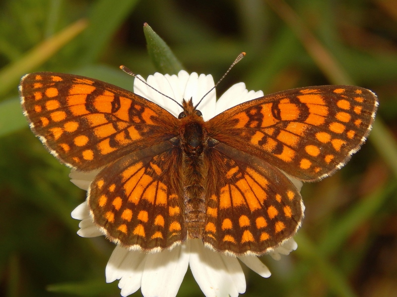 Un''altra colonia di Melitae athalia